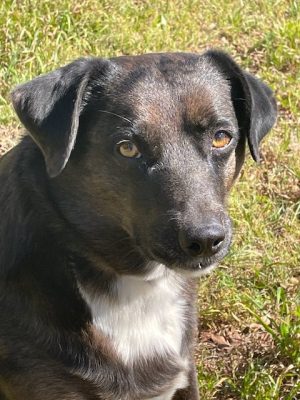 Poppy our Lab-ahoula